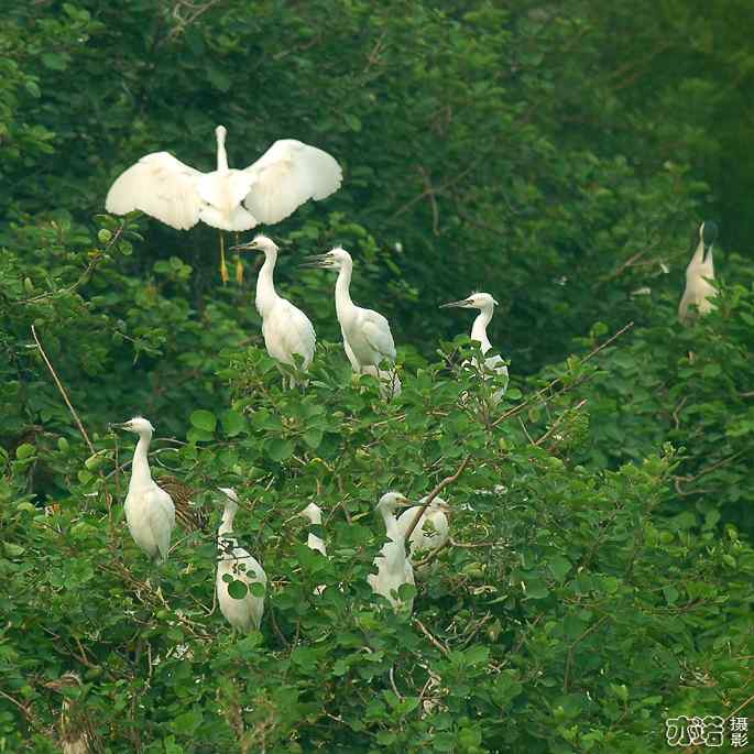 小白鹭与小夜鹭 小白鹭与小夜鹭