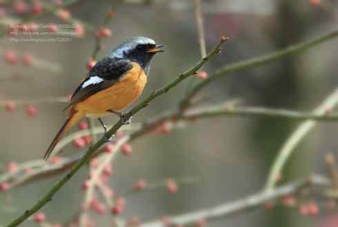 喜上眉梢鈥斺敱焙煳拆赌种ν