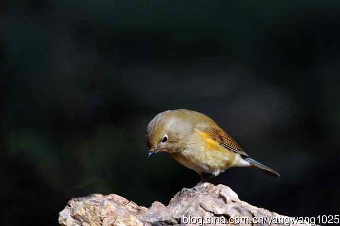 雌性红胁蓝尾鸲（74）