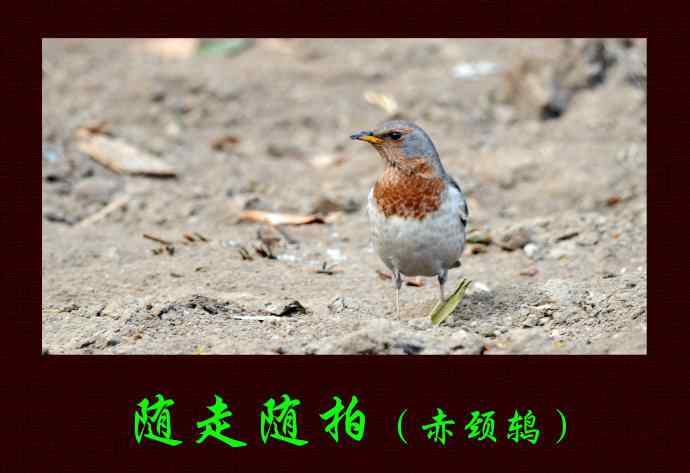 随走随拍（赤颈鸫）