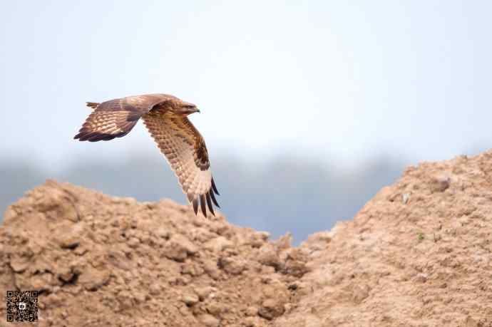 野鸭湖的普通鵟 野鸭湖的普通鵟
