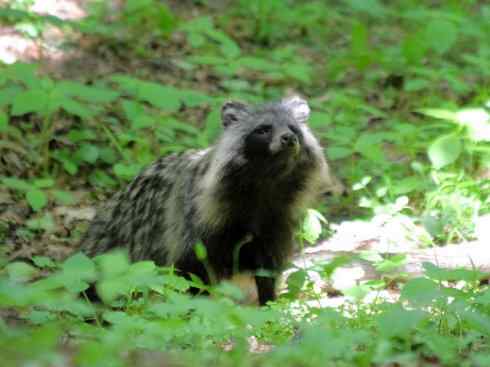 犬科:犬亚科犬属之貉 犬科:犬亚科犬属之貉