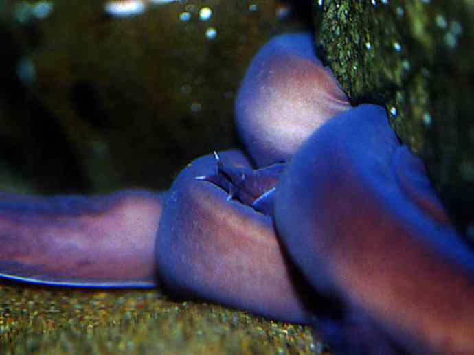 鱼类活化石：盲鳗