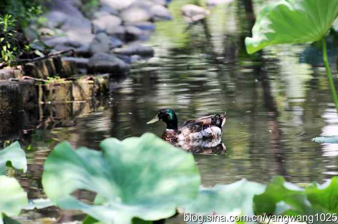 麋鹿苑中绿头鸭