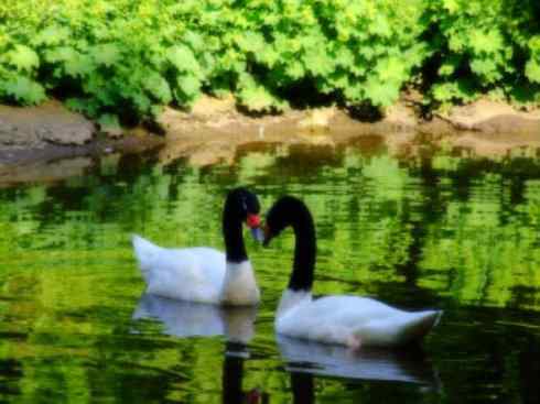 奇特的盔：黑颈天鹅