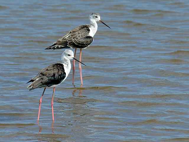 黄金海岸寻鹬 wbr赤土山桥赏鸟