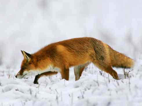 犬科：狐亚科狐属