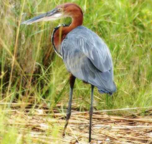 天生猎手：非猛禽类猎手之六（重量级的杀手——大型鹭鸟）