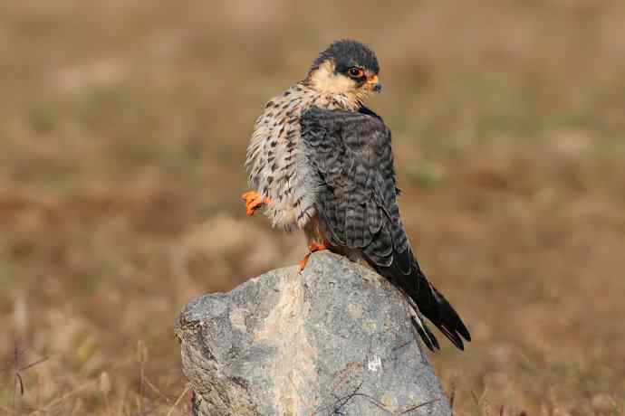 阿穆尔隼:野鸭湖黎明观猛* 阿穆尔隼:野鸭湖黎明观猛*