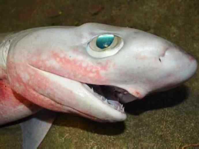 鱼类活化石：皱鳃鲨