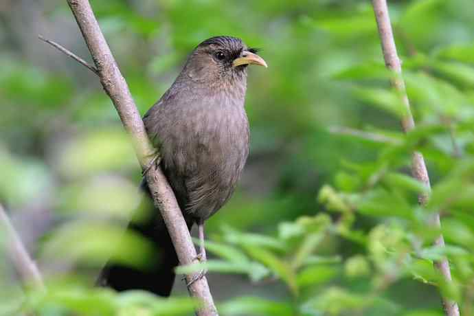 植物园的山噪鹛