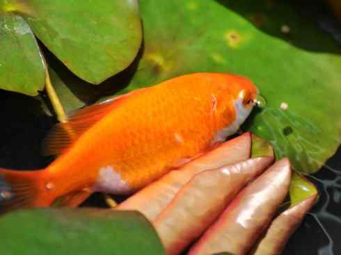 龙：传说的兽原型探秘（鲤鱼）