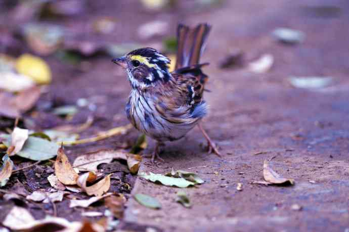 不修边幅（跟踪记录的一只小鸟）2