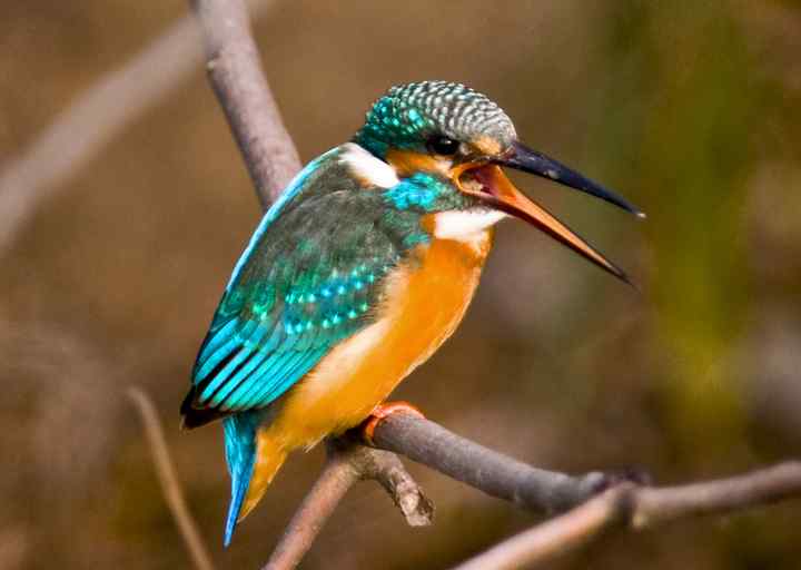 普通翠鸟叫声下载