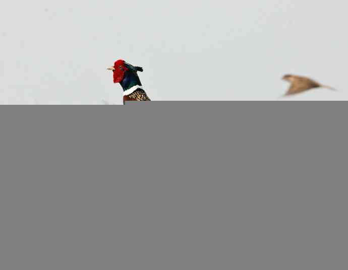 衡水湖&nbsp;wbr路&nbsp;wbr雉鸡