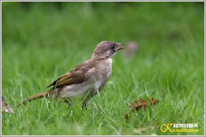 白头小鸟&bull;红嘴蓝鹊【照片】