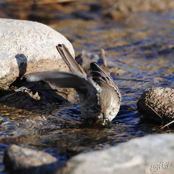白河峡谷 wbr路 wbr水鹨 白河峡谷 wbr路 wbr水鹨