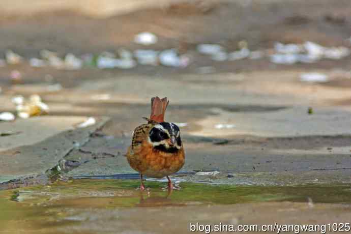 雄性白眉鹀(1) 雄性白眉鹀(1)
