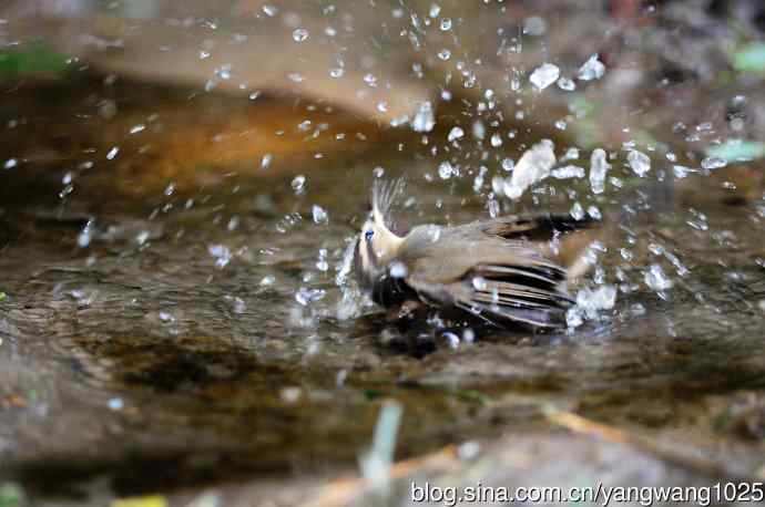 北京天坛公园的鸟类——巨嘴柳莺（5）
