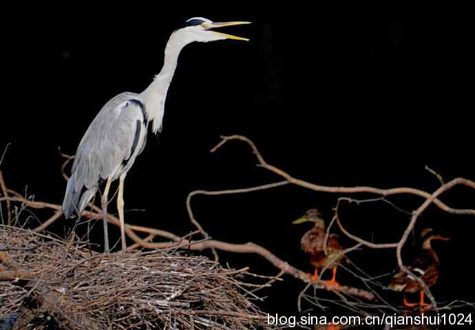 一只漂亮的苍鹭(稻香湖)