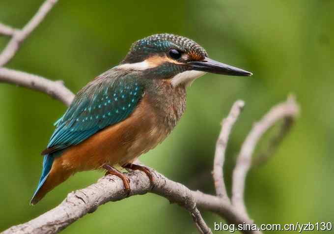 小翠吃虾（组图，16张图片）