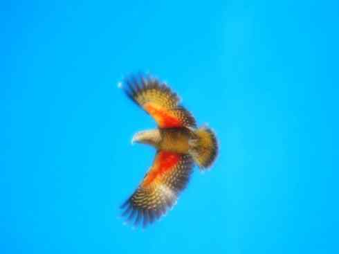 天生猎手:非猛禽类猎手之七 天生猎手:非猛禽类猎手之七