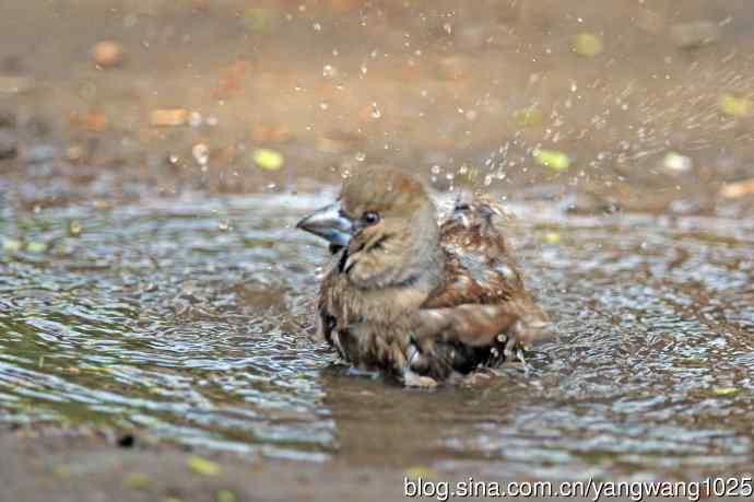 北京天坛公园的鸟类——洗浴中的锡嘴雀（3）