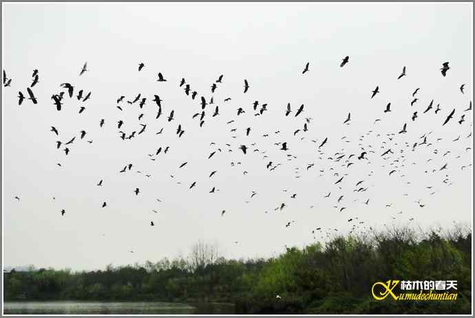 鹭舞【照片】 鹭舞【照片】