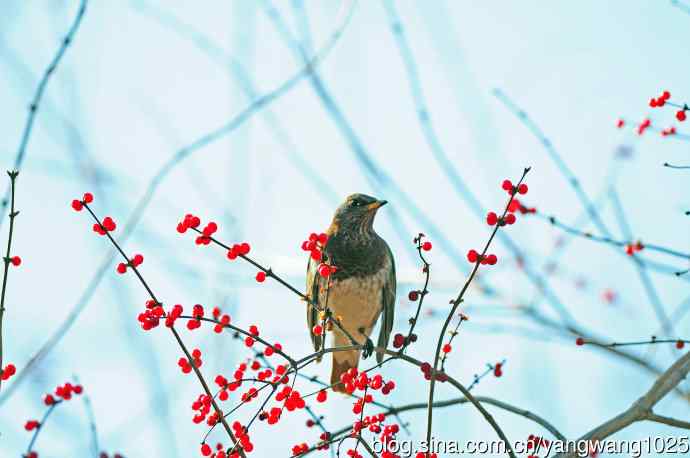 北京植物园的鸟类——赤颈鸫（1）