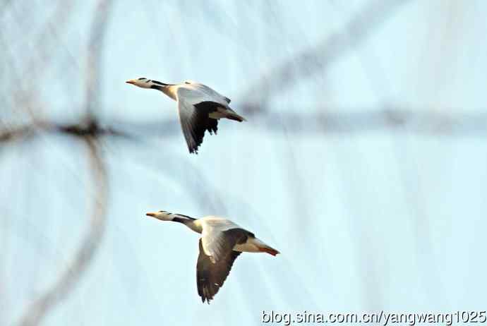 斑头雁（习作）