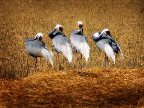 家禽驯化之源之十三（大雁、丹顶鹤）