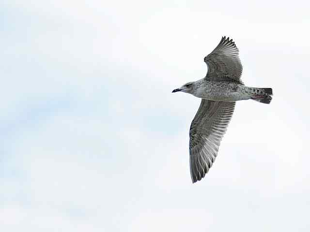 北戴河湿地演绎鸥鹭风情