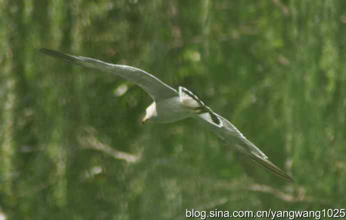 飞（海鸥与夜鹭） wbr2