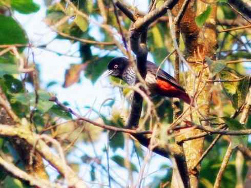 美丽无罪:雀鸟之朱鹂 美丽无罪:雀鸟之朱鹂