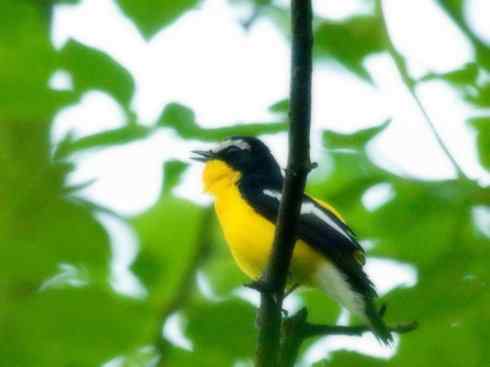 美丽无罪：雀鸟之姬鹟