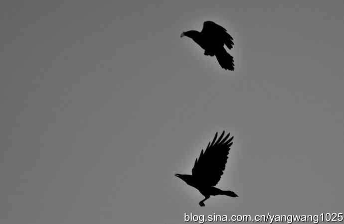 剪纸（空中的战斗）