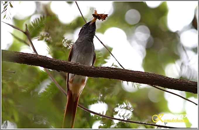 再拍寿带鸟【照片】 再拍寿带鸟【照片】