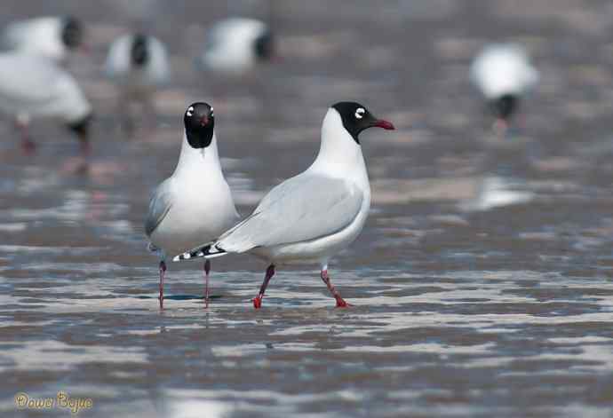 渤海湾的遗鸥迁徙潮
