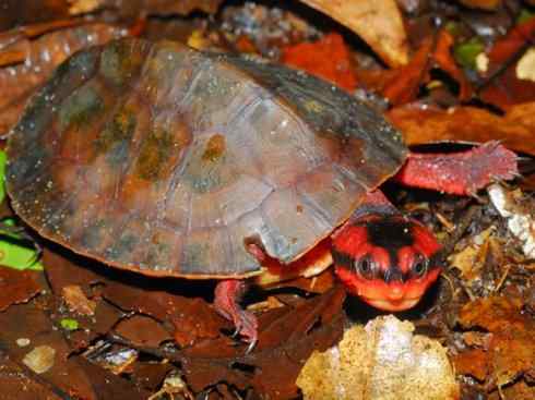 玄武：传说的兽原型探秘（玛塔龟）