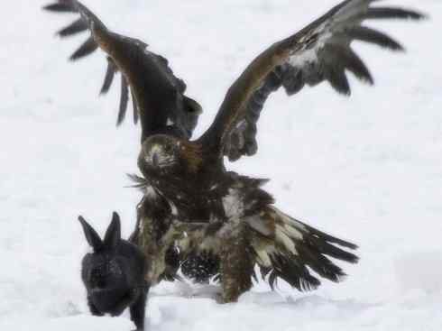 家禽驯化之源之六