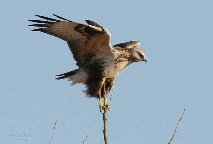 大鵟起兮神采飞扬 大鵟起兮神采飞扬