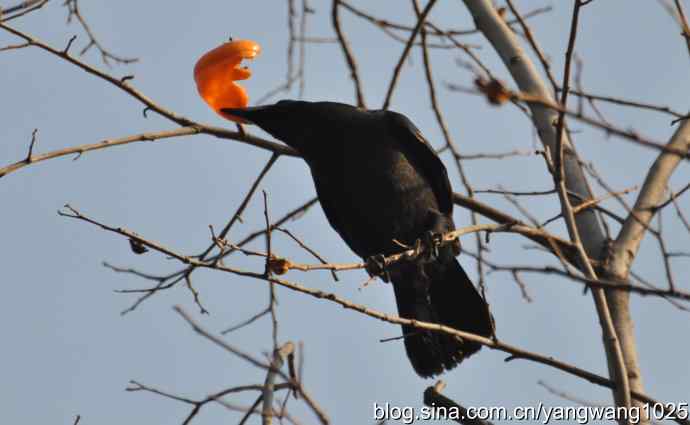 北京动物园的鸟类——谁爱吃柿子？（乌鸦）