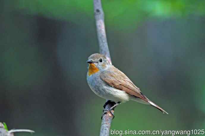 雄性红喉姬鹟（14）