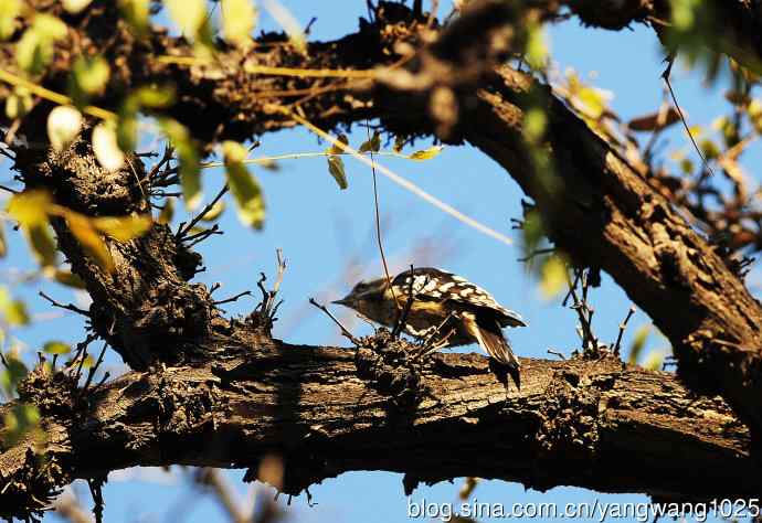 白背啄木鸟(记录版) 白背啄木鸟(记录版)