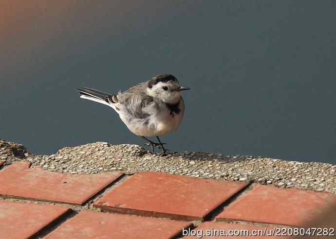 151.圣诞节送上12月份拍新鸟 151.圣诞节送上12月份拍新鸟