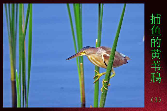 捕鱼的黄苇鳽（3）