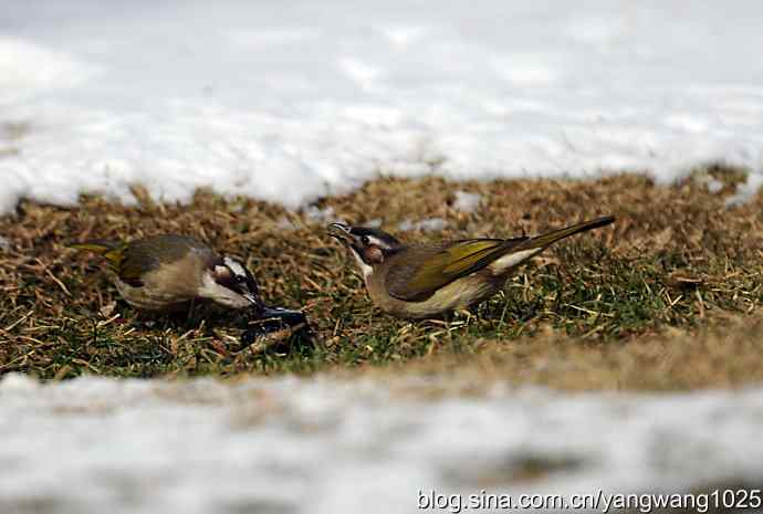 白头鹎（尘封版）