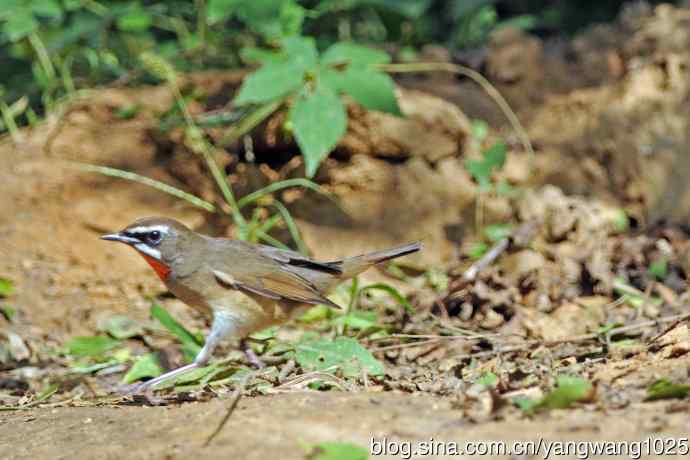 雄性红喉歌鸲(20) 雄性红喉歌鸲(20)