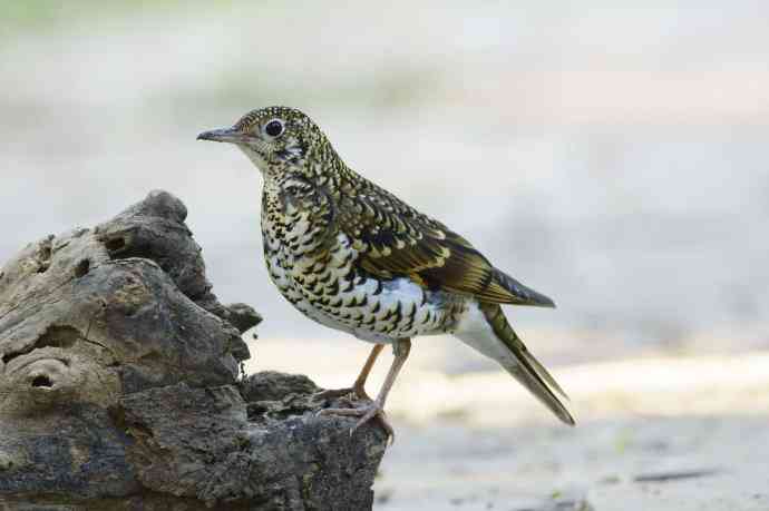把虎斑地鸫拍菜