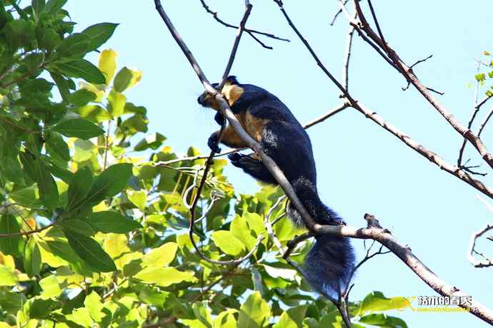 云南拍鸟的几张记录片 云南拍鸟的几张记录片